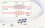 粒子在加速器里“快成一道光”是什么体验？